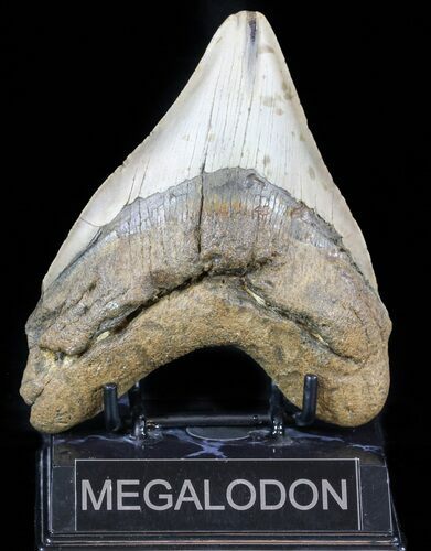 Bargain, Megalodon Tooth - North Carolina #59022